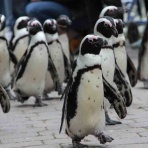 ペンギンクラブのブログ（多発性骨髄腫患者の集まり）