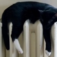 うちの黒猫は脱ぎ捨てて丸まったジーンズや黒いバッグと同化して・・・【再】