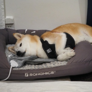 湘南凸凹柴WAN日記