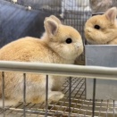 特有のぽわぽわ加減