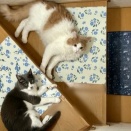 今年の初じゃれ合いは階段で地味に