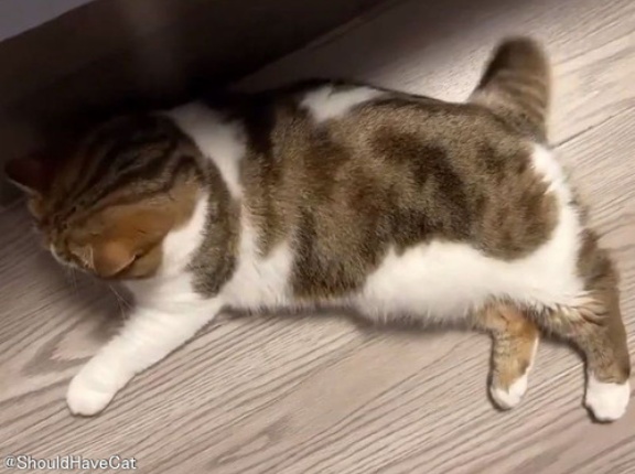 犬もビックリ…めちゃくちゃ高速に「しっぽ」をフリフリする猫