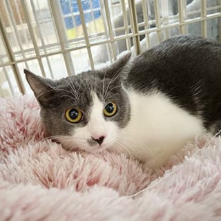 東京キャットガーディアンシェルター日記