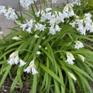 庭先の花々（アリウム・トリケトラム、スズラン、シラー・カンパニュラータ、チューリップ、アネモネ）