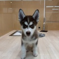 仔犬紹介