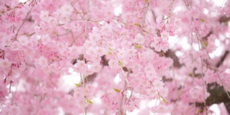 卒業式の練習中、いじめが原因で担任に「雰囲気が悪くなるから○○さん(私)の名前を呼ぶのはやめます。」と言われた。いじめっ子を式に出さない選択はないの・・・？