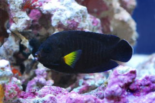 ヤッコ様　 ③ 熱帯魚と海水魚図鑑 - キンチャクダイ（ヤッコ）の仲間（海水魚）