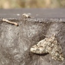 テスリング／サクサーチ