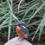 公園の野鳥 in 神戸
