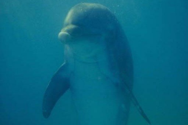 イルカの赤ちゃんの悲劇 ひかたま 光の魂たち