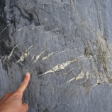 『三波川帯泥質片岩』の画像