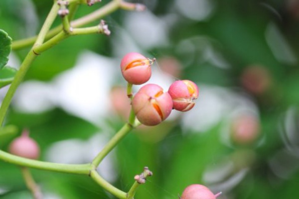 植物のある暮らし 21年11月