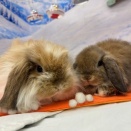 かわいすぎロップきょうだい♪