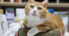 借りてうれしい猫。