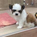 群馬県伊勢崎市　ワンラブ　カインズ伊勢崎店ブログ