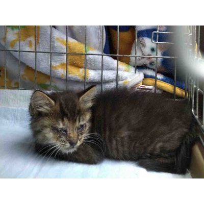 先住猫と新入り猫を仲良くさせる方法 Npo法人 福井犬 猫を救う会