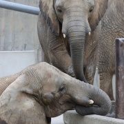 砥愛ちゃん！お姉ちゃんの頭は跨ぐもんじゃありません！