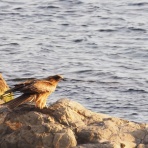 Photo by YO-RI　｢日々雑食」 ～館山・南房総～