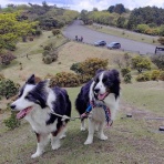 ひろいびと 清掃登山犬達と三重県の山ゴミ拾い清掃活動記録