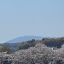 散り始めたサクラ、これから見に行ってきます