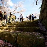 『【2026 津山さくらまつり(鶴山公園)❹】岡山県津山市山下』の画像