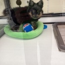 ポメチーくんと柴犬くん🧸🍎