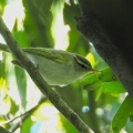 2026年5月5日の野鳥公園