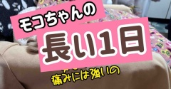 もうすぐ13歳。今のうちにやっておこう。