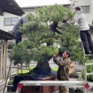 巨大黒松盆栽・雨の中の手入れ☔️
