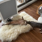 グレー兄弟の距離感