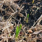 ６５過ぎても未熟が過ぎる