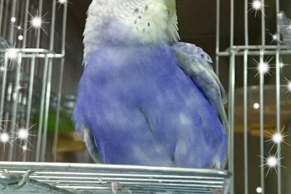 Pbfdそらちゃんと あむしろインコ日記