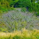 種子島のブログ