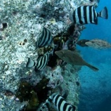 『みんなブリ狙い？』の画像