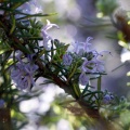 Healing Garden NVC
