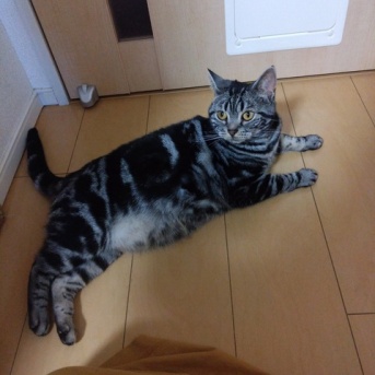 実物のﾈｺﾁｬﾝたちセカンド274