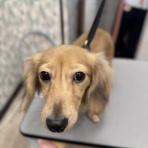 岐阜県 ペットショップワンラブ イオンモール土岐店スタッフブログ