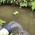池に水遣り