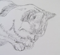 #こんな絵を描いています　#山本京嗣　画　#猫