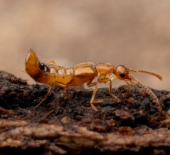 好蟻性のアカニセセミゾハネカクシ