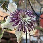 きよひめの気ままにロザリアン