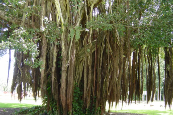ハワイ島 生活日記 花や動物 ハワイ島 生活日記 花や動物