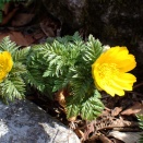霊仙山系リョウシ・春山は福寿草から