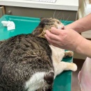 トラちゃんの鼻血