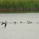 2026年5月24日の野鳥公園