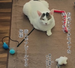 息子の認定調査に行ってきました。と、シアンなしずくちゃん作りました。