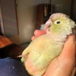 waka ⭐ のの＆のあ そしてぎずも