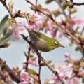 河津桜にメジロ