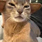 冬場、猫の耳が冷たくなるので温める