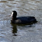 凧男（定年からの凧遊び）